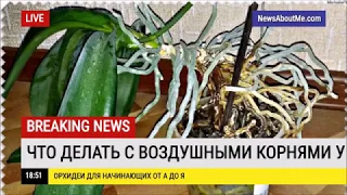 Что делать с воздушными корнями у орхидеи когда их много?