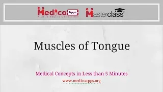 Muscles of Tongue