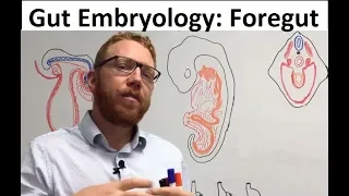 Foregut | Embryology