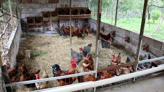 Important change in the chicken coop - The welfare of the chickens