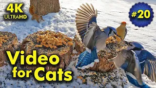 4K Cat TV For Cats | Sunrise on the Snow | Bird and Squirrel Watching | Video 20