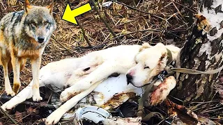 The Pregnant Dog Was Abandoned in The Woods to Die, Then A Wolf Approached And Did The Unexpected...