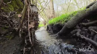 Bluebell woods, Arger Fen.