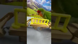 Bird Training : Smart lovebird Parrot | Smart Little Cute Parrot #training #smartparrot #cute