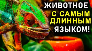 ЖИВОТНОЕ С САМЫМ ДЛИННЫМ ЯЗЫКОМ!