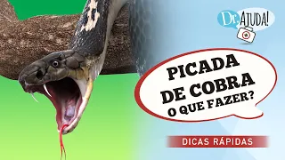 PICADA DE COBRA: O QUE FAZER?