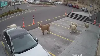 A sheep, a goat and 3 lambs invade the city council in Turkey