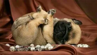 AWW SOO Cute and Funny Pug Puppies - Funniest Pug Ever #8