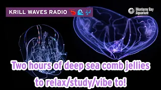 2 Hours Of Comb Jellies To Study/Relax/Work | Lofi Hip Hop | Monterey Bay Aquarium Krill Waves Radio