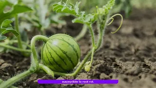 Growing watermelon for seed in the bags.#youtubeshorts #viral #gardening #viral #shorts #usa #plants