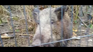 Кабанчик 🐗 всю семью привёл 🐗🐗🐗на обед🍞