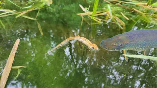 Pike Eat SNAKES! Topwater Blow ups!