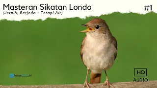 Masteran Sikatan Londo Full Tembakan (Jernih, Berjeda & Terapi Air)
