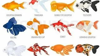 #Goldfish  All types of goldfish in one video