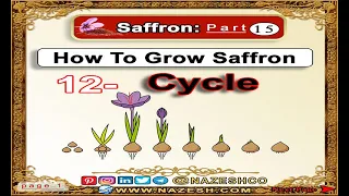 Saffron (Crocus sativus) part 15 : How To Grow Saffron ➡️12- Cycle