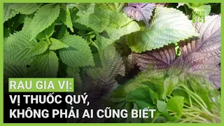 Tía tô, kinh giới, diếp cá,... : Vị thuốc quý, không phải ai cũng biết | VTC16