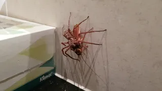 Spider vs Cockroach