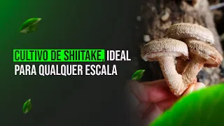 Cultivo de Shiitake - ideal para qualquer escala!