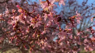 Cherry Blossom Festival Branch Brook Park NJ Bloomfest Newark New Jersey USA March 18 2022