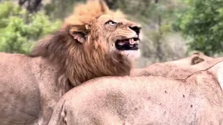 Mapoza Male Lion & Monwana Males Flehmen Grimace Together | 20 November 2023