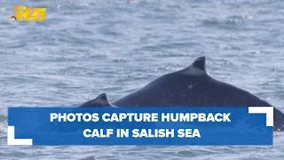 Photos capture first humpback calf to appear in Salish Sea during 2024 whale watching season