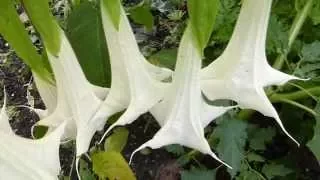 Devil's Trumpet - Brugmansia - Datura - Poisonous Plants - Trompetblóm