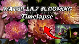 Water lily timelapse 😱🌷#Hussabadin Flower#bloming #timelapse #waterlily # lily flowers #nature