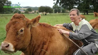 Adeline, éleveuse de vaches limousines championnes en Bretagne