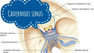 Cavernous Sinus | Dural Venous Sinus | Relations | Contents | Applied Anatomy | Manoti Alawadi