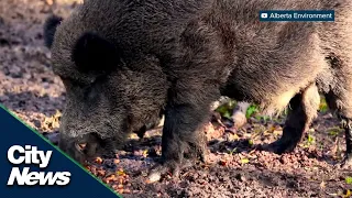 Alberta taking action to control wild boar population