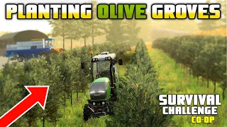 PLANTING OLIVE GROVES! A COSTLY MISTAKE? | Survival Challenge CO-OP | FS22 - Episode 39