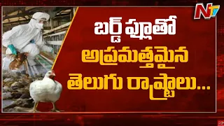 Telugu States Sounds High Alert Over Bird Flu | NTV