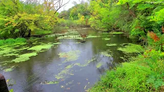 Beautiful Birds Chirping, Peaceful Flat Stream Flowing in the Minnesota Green Forest