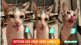 Kittens want to eat more food because very delicious 😋 #kitten #food #lovely #animals #funny #play