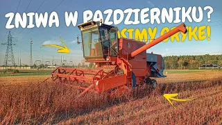 VLOGAS! 🌾ŻNIWA W PAŹDZIERNIKU?!🌾Kosimy Grykę !