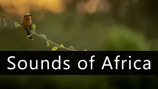 Calm dawn chorus in African forest