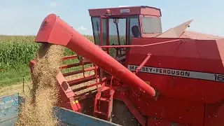 Розпочали жнива, уборка пшениці Massey Ferguson 16