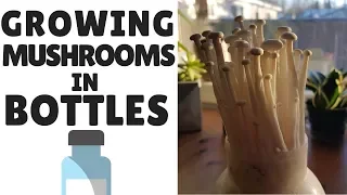 How To Grow Mushrooms In Bottles