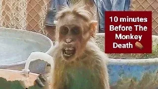 Animals Series - 6 | King Monkey #animals Last Stage Death | Heart Attack (1080p) 60fps | BTech Adi