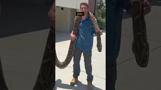 Why Was This Burmese Python Caught And Killed in America? #shorts #Python #viral_stories #shortsfeed