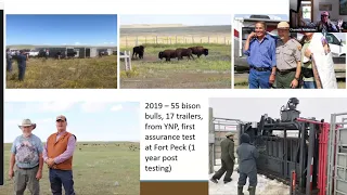 Community Conversation: Yellowstone Bison draft EIS