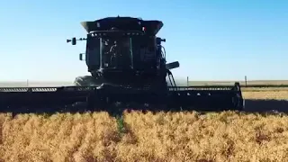 DeBock Harvesting - Cutting field peas in Havre, Montana