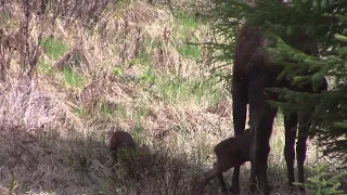 newborn moose calves