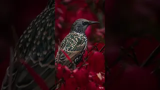 European Starling perching in beautiful fall colors | 4k UHD