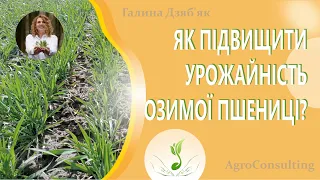 Як підвищити урожайність озимої пшениці? Вплив на довжину колоса та кількість колосків в колосі