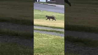 Big old Bob Cat taking a morning stroll through my yard! #outdoors #wildlife #cats #nature #fyp