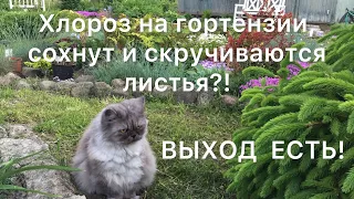 ХЛОРОЗ, СОХНУТ И СКРУЧИВАЮТСЯ ЛИСТЬЯ НА ГОРТЕНЗИЯХ?! Как я с этим справляюсь