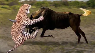 God Gave Strength To Wildebeest Save His Baby From Cheetah Chase - Cheetah is Humiliatingly Defeated