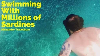 Swimming with Sardines in The Philippines | Incredible Travel