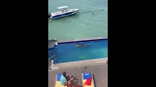 Sea Lion Takes a Dip in the Pool and then Steals the Guy's Poolside Lounge Chair